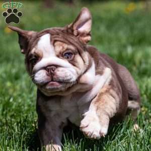Marina Mocha, English Bulldog Puppy